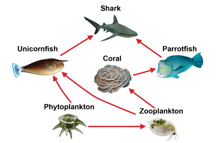 Ocean Ecosystem Food Web Diagram