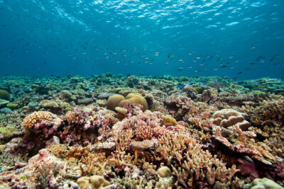 New Caledonia Coral Reef