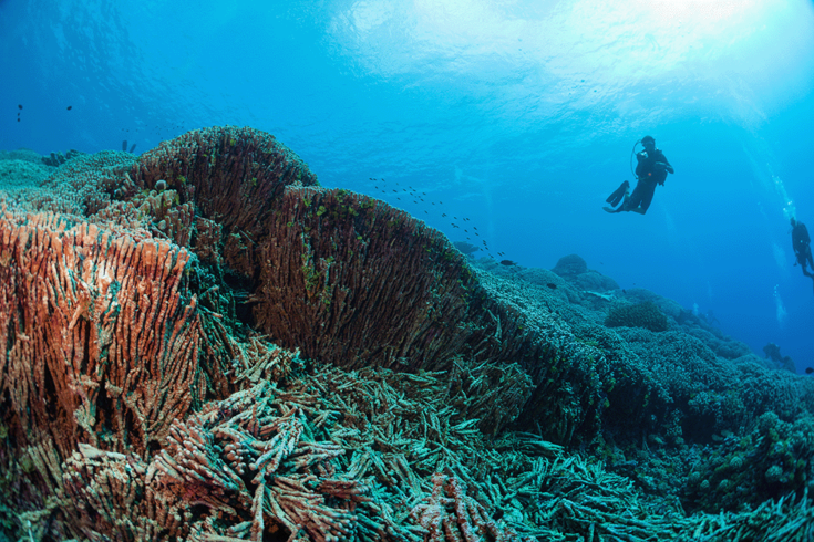 Divers get ready to explore coral falling on a reef in French Polynesia (c)Michele Westmorland/iLCP