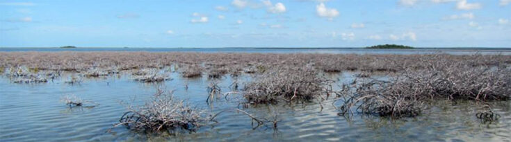 die-off-red-mangroves Abaco