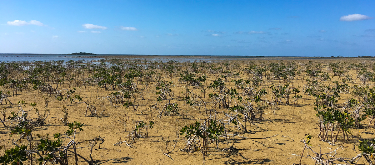 Red mangrove forest die-off in the Marls at Abaco, the Bahamas