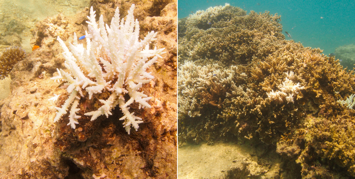 Picture of a single Acropora colony completely bleached (left). On the right is another larger Acropora colony where the tips of the branches are starting to turn white.