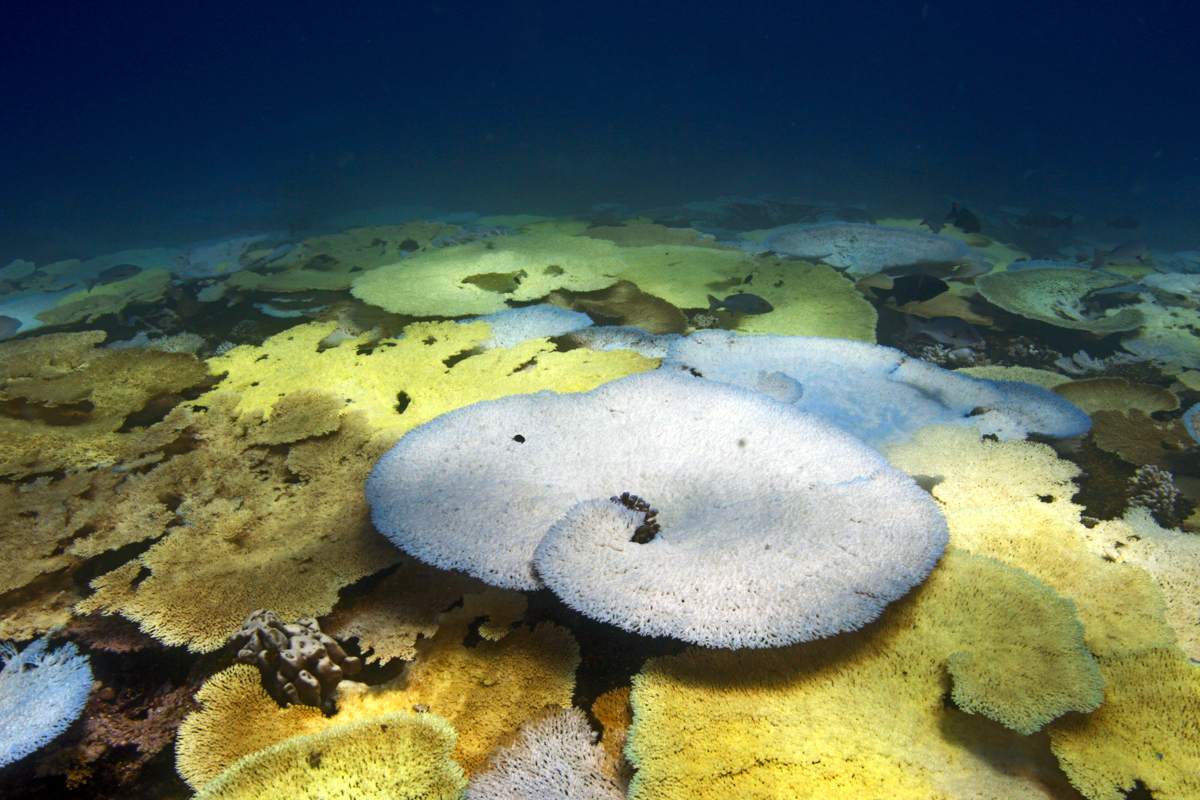 s the ocean temperatures warm, corals begin to expel their zooxanthellae from their tissues, causing the corals to lose their color and turn white or pale.
