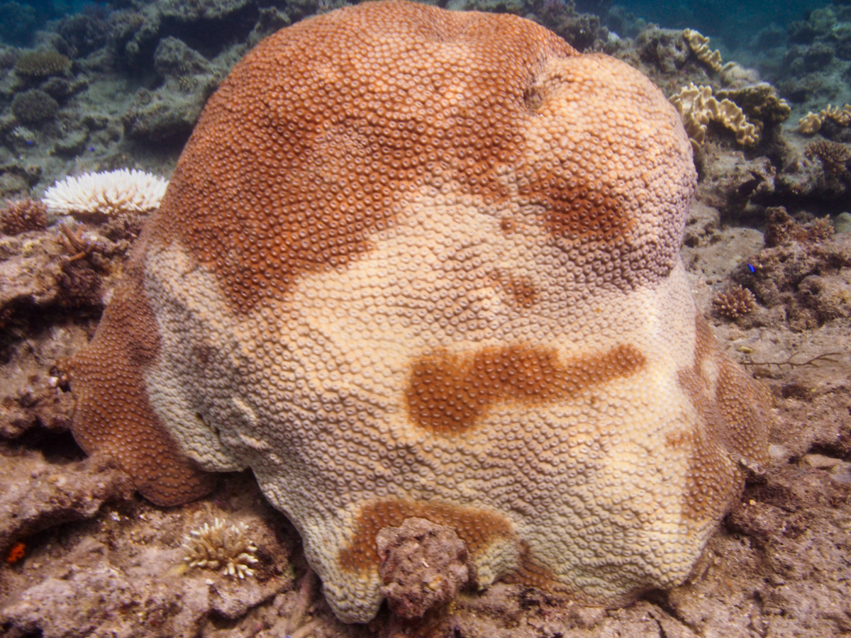 A massive coral found on the Rukua fringing reef is starting to show stress from extreme temperatures.