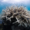 It’s Official: Coral Reefs are Facing a Mass Global Bleaching Event