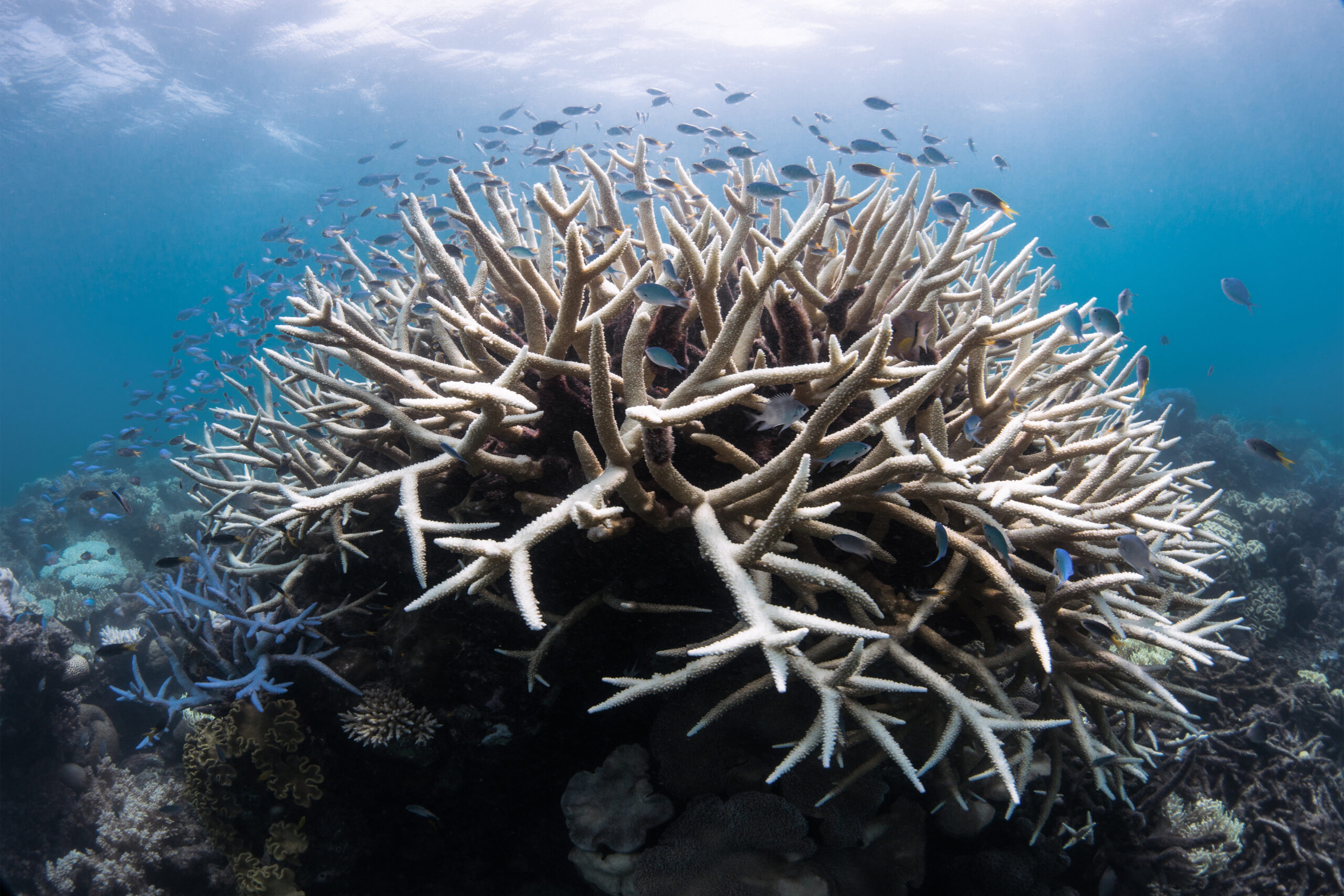 It’s Official: Coral Reefs are Facing a Mass Global Bleaching Event