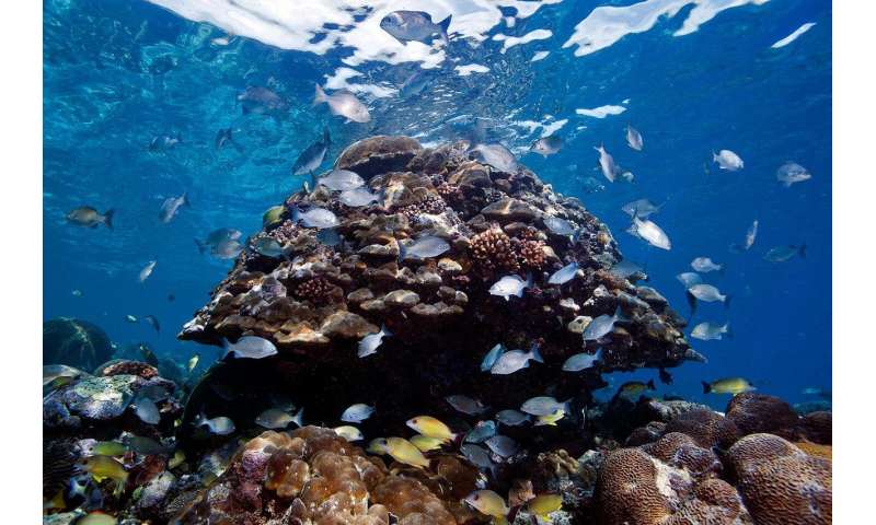 Reefs in the Solomon Islands were covered with abundant and diverse coral communities, but few fish. Most of the big fish were gone, and many of the nearshore reefs appeared to be overfished. Credit: Khaled bin Sultan Living Oceans Foundation/Ken Marks The state of coral reefs in the Solomon Islands