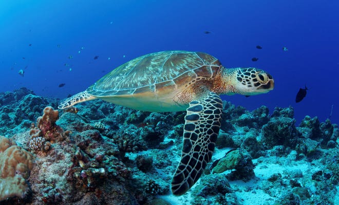 A green sea turtle swims over the coral reef. Green sea turtles are listed as endangered by the International Union for Conservation of Nature and is protected from exploitation in most countries.
