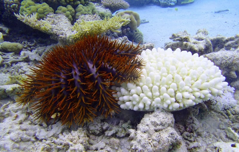 COTS seastar feeding on corals on a shallow reef at Bellinghausen. Most of the plating coral (Montipora) below the COTS has been eaten within the last day or two while several other corals were consumed previously. COTS seastar feeding on corals on a shallow reef at Bellinghausen. Most of the plating coral (Montipora) below the COTS has been eaten within the last day or two while several other corals were consumed previously.