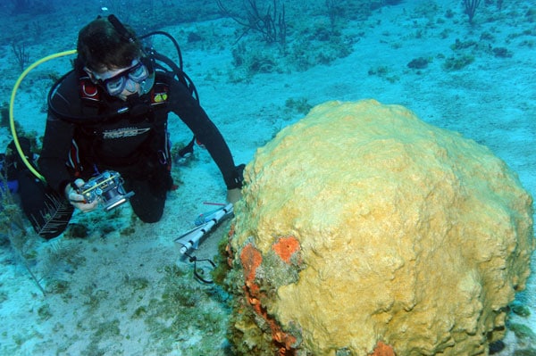 Dr. Andy Bruckner, Living Oceans Chief Scientist, discovers a whole new world under the ocean surface as he examines a coral reef in the Cay Sal Bank. (BIS Photo / Gena Gibbs).