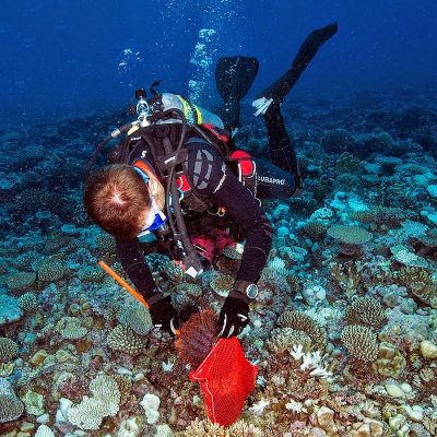 Crown-of-Thorns-Starfish-removal-from-coral-reef