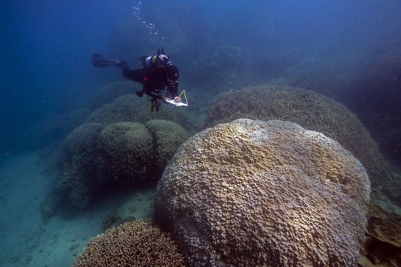 Large mounds of Porites lobata and round thickets of Porites cylindrica in the shallows. Photo by Ken Marks.