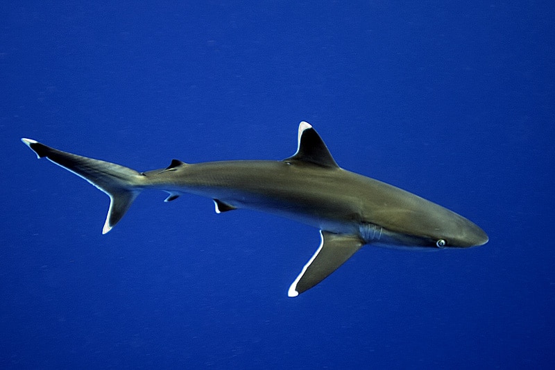 A whitetip reef shark on the Great Barrier Reef (c) Jurgen Freund/iLCP