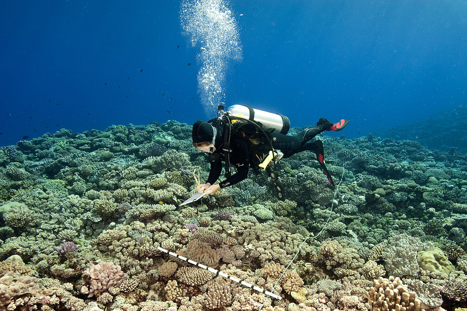 A scientist on the GRE conducts a benthic survey