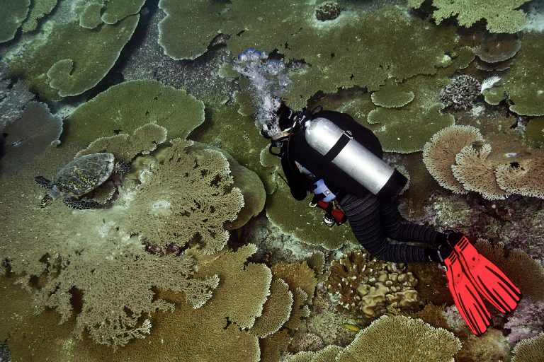 Diver-amidst-corals