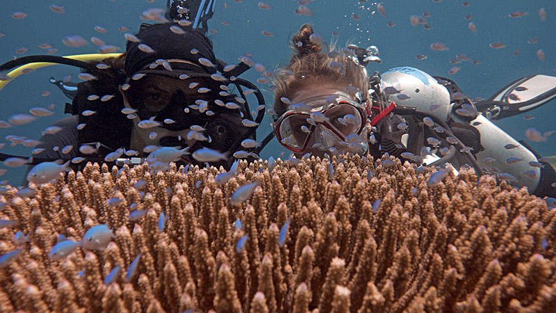 Two divers on the Global Reef Expedition peak out above a head of coral