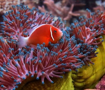 Living Oceans Foundation Partners with Mission Blue for Marine Science Education Platform