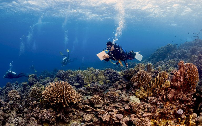 conducting a coral reef survey on the Global Reef Expedition. © Michele Westmorland/iLCP