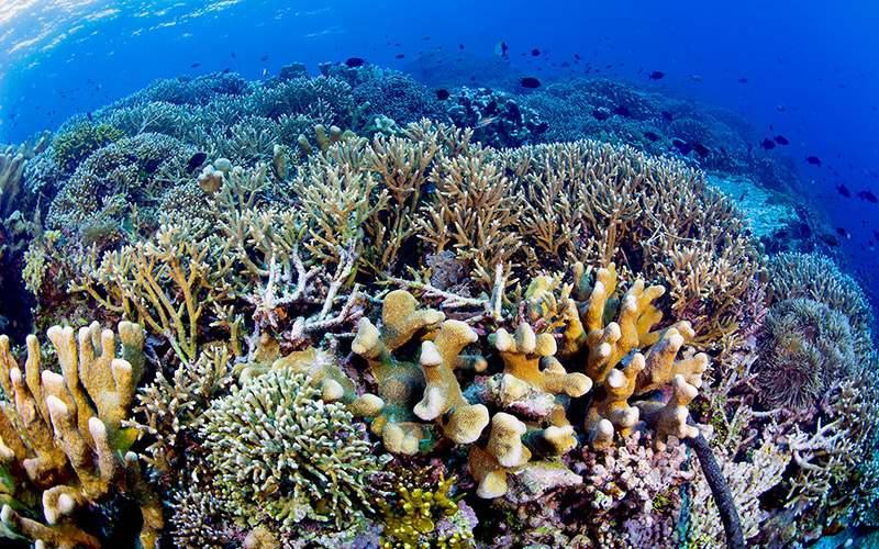 GlobalReefs 02a AWM4138