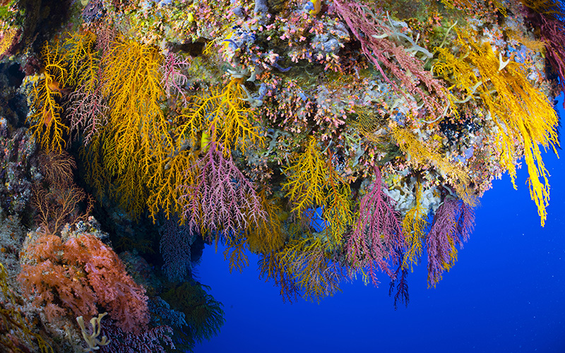 GlobalReefs 03a AWM1839