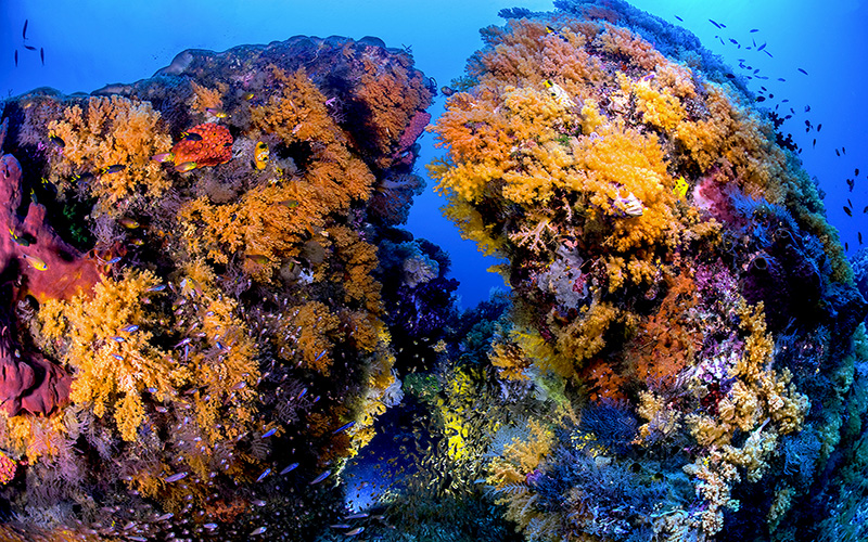 GlobalReefs 05a AW59025AW17RajaAmpat