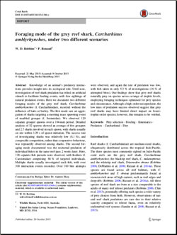 Grey Reef Shark Foraging Mode