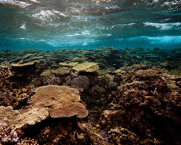 A moderate reef on the reef health grading scale