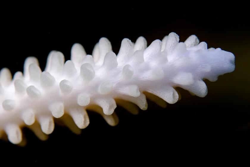 Coral bleaching on Acropora branch