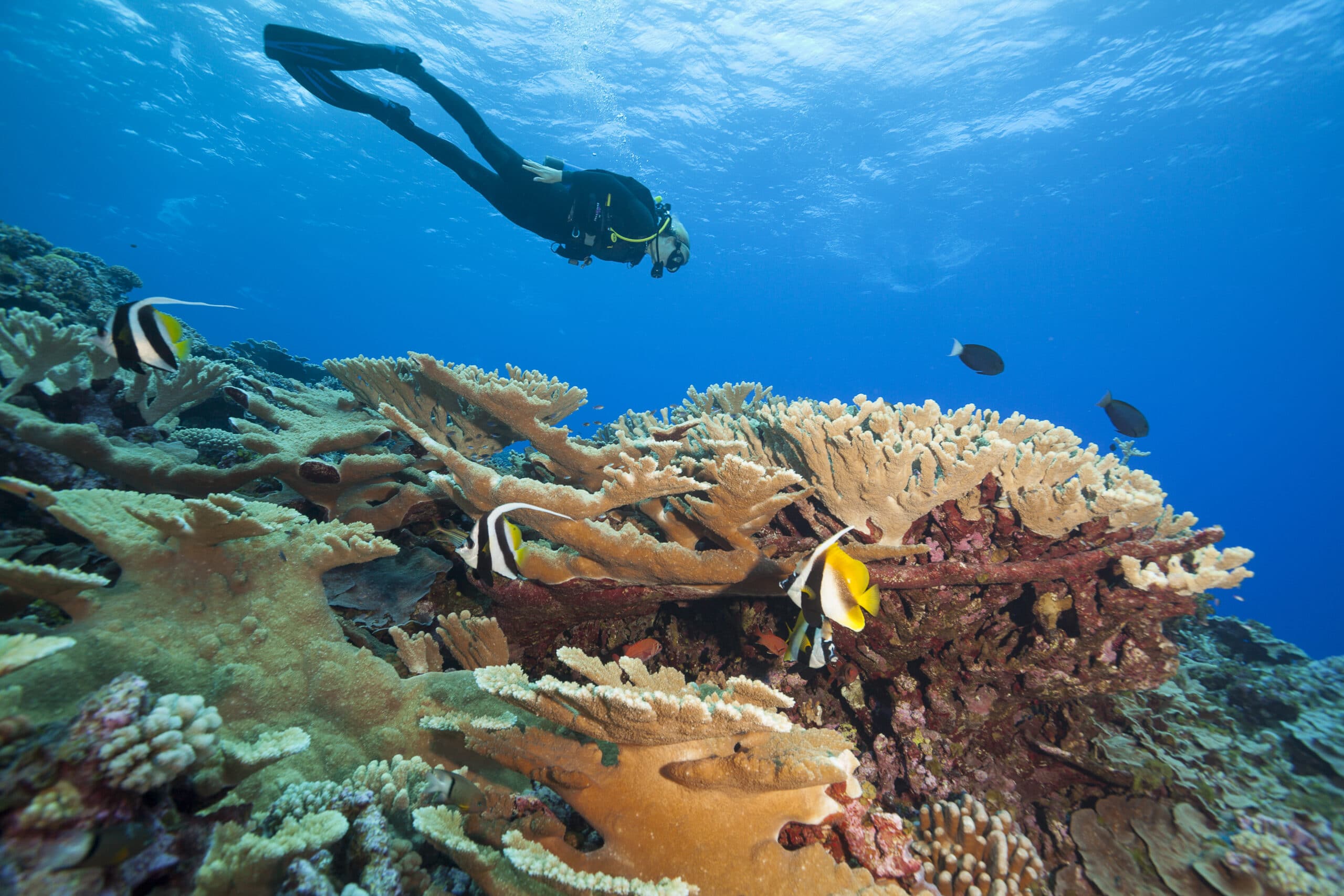 KSLOF scientists discover very high coral cover in French Polynesia