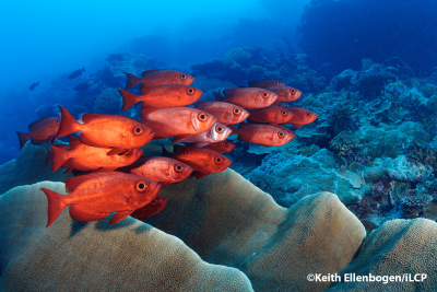 Fish and coral reefs in Palau