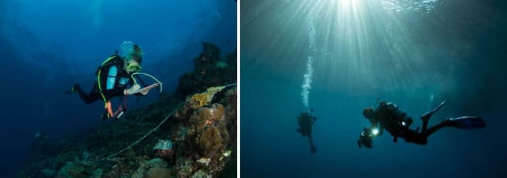 Science Divers on the Global Reef Expedition at Solomon Islands