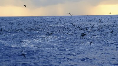 High Seas Protection