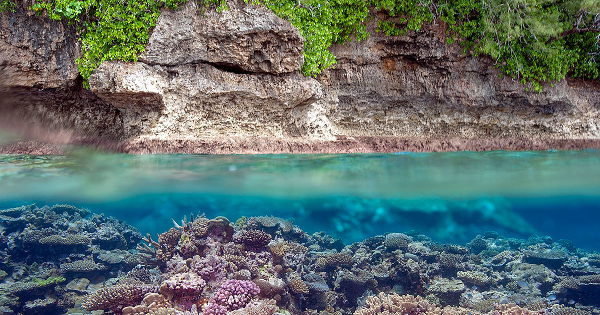 Photo credit: ©Khaled bin Sultan Living Oceans Foundation