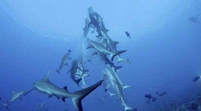 Shark Feeding Behavior