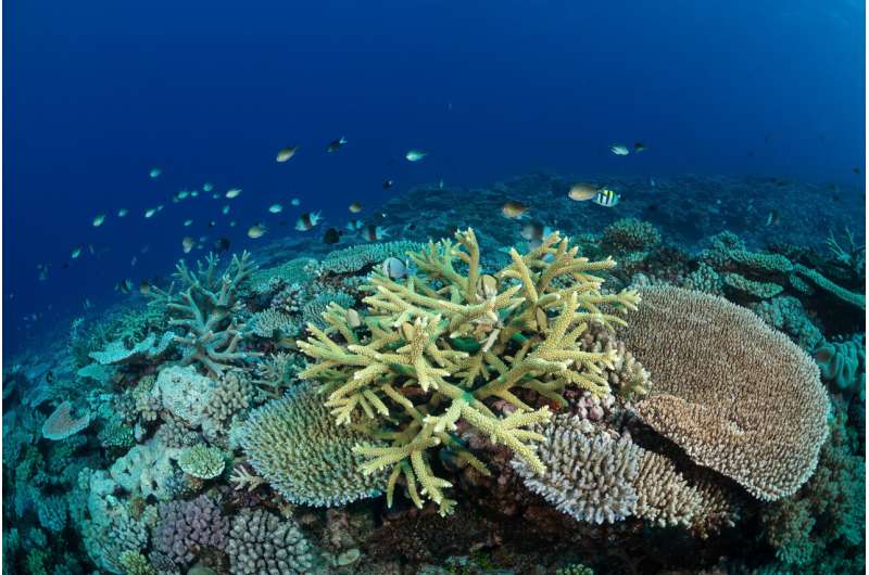 A groundbreaking survey of the world’s reefs reveals the extent of the coral reef crisis