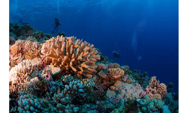 A groundbreaking survey of the world’s reefs reveals the extent of the coral reef crisis