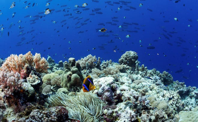 A healthy coral reef seascape with anemonefish and butterflyfish in Palau.