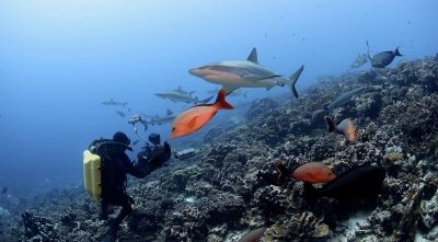 documenting shark feeding