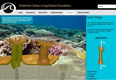 New Online Marine Science Curriculum by Living Oceans Foundation