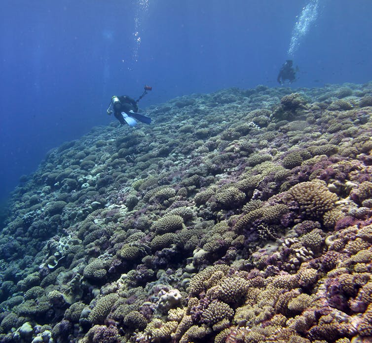 Divers survey Maria Atoll