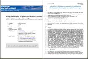 Galápagos Pocillopora