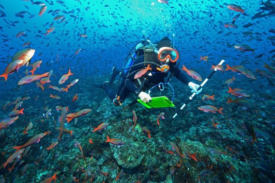 Threatened Galapagos coral may predict the future of reefs worldwide