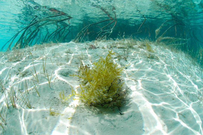 Bahamas 2007 - Conception mangroves 3-May_AH 075-2
