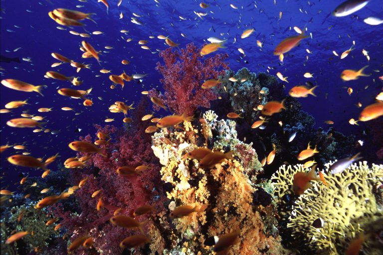 Life_in_the_Red_Sea3_20060305_1983945477