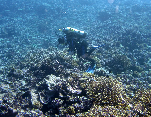 Bob takes notes along his transect in Rangiroa