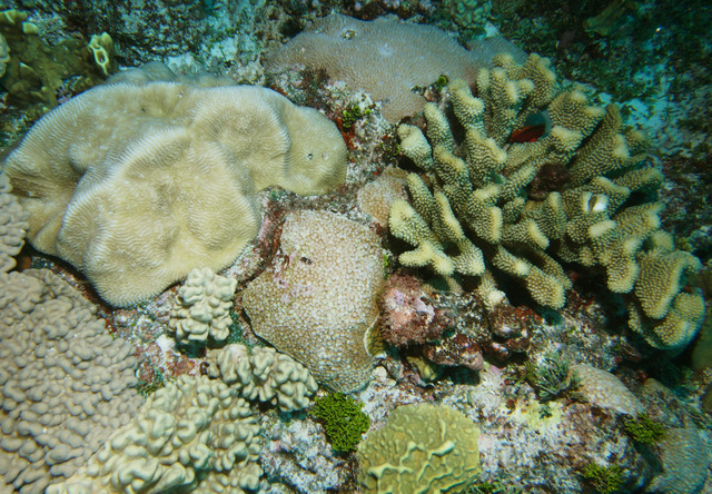 Austral Coral Communities of Raivavae and Tubuai: A typical mid depth assemblage of hard (Leptoria, Astreopora and Pocillopora) and soft corals