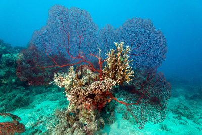 Far northern Great Barrier Reef.