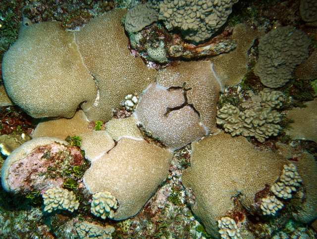 Astreopora becomes more dominant in about 8 meters of water