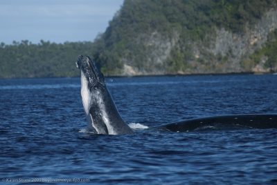 When not in a period of whales fasting, they feed on krill and plankton.