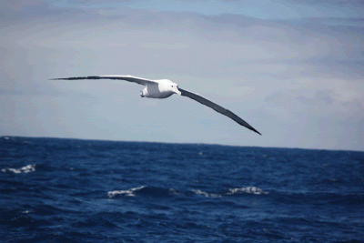 World Heritage in the High Seas